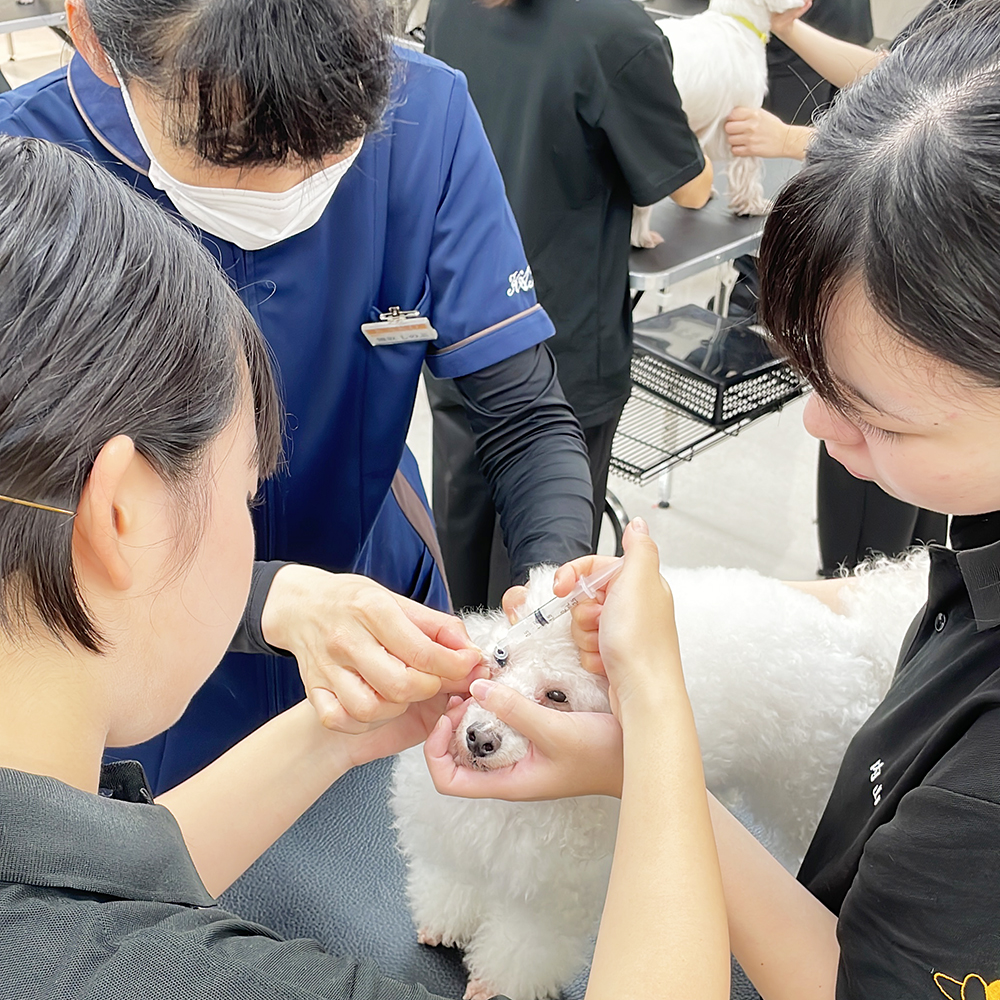 モデル犬の健康管理☆
